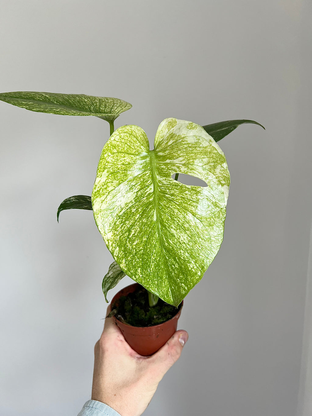 Monstera deliciosa mint