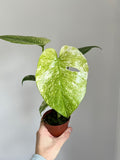 Monstera deliciosa mint