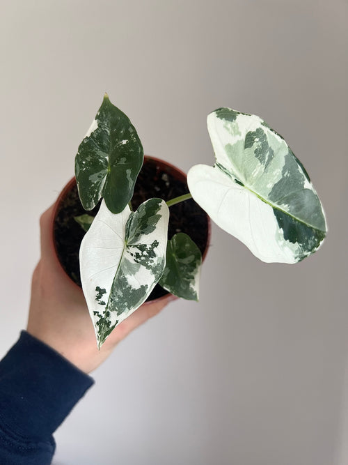 Alocasia micholitziana Frydek Variegata