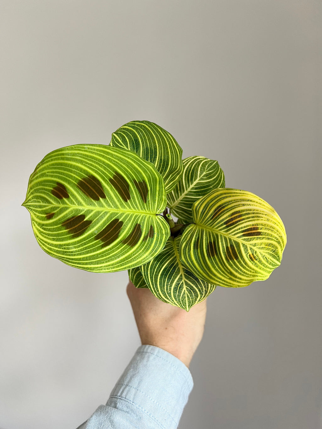 Maranta fantasy ‘light veins