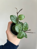 Hoya Mathilde splash