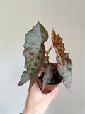 Begonia amphioxus × malachosticta