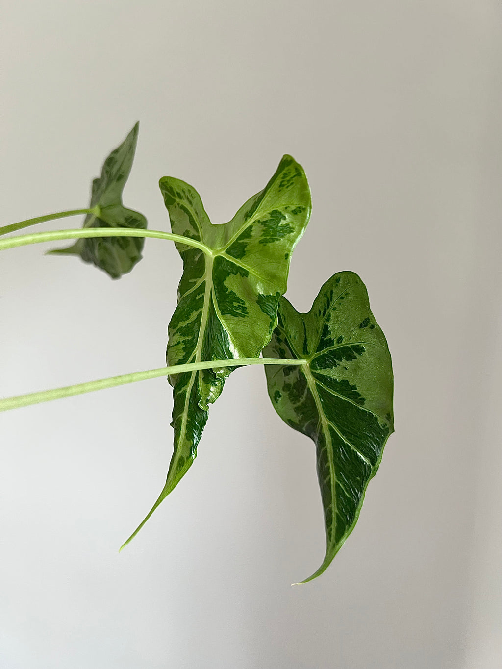 Alocasia Frydek tattoo