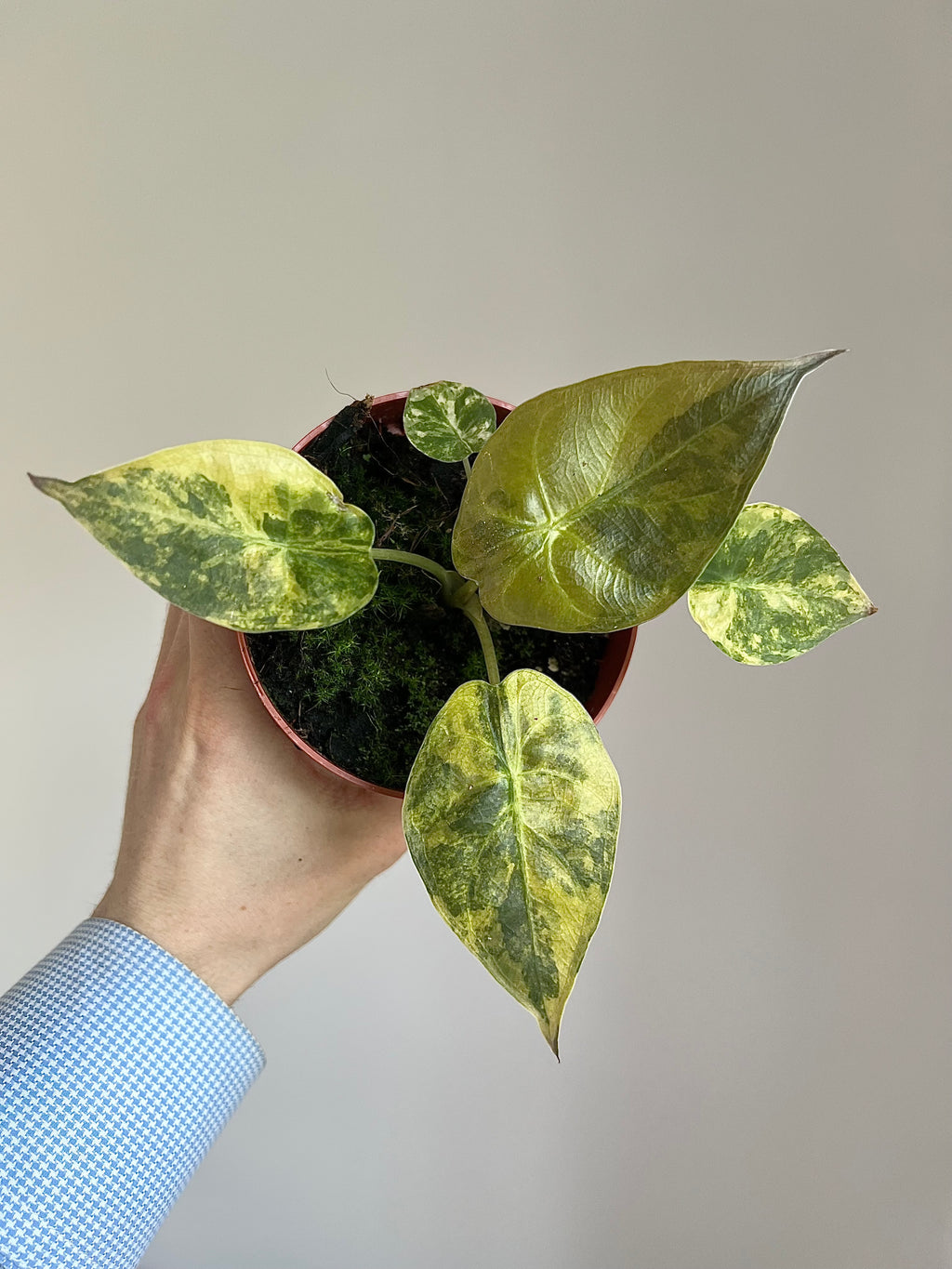 Rare plants subscription (free delivery)