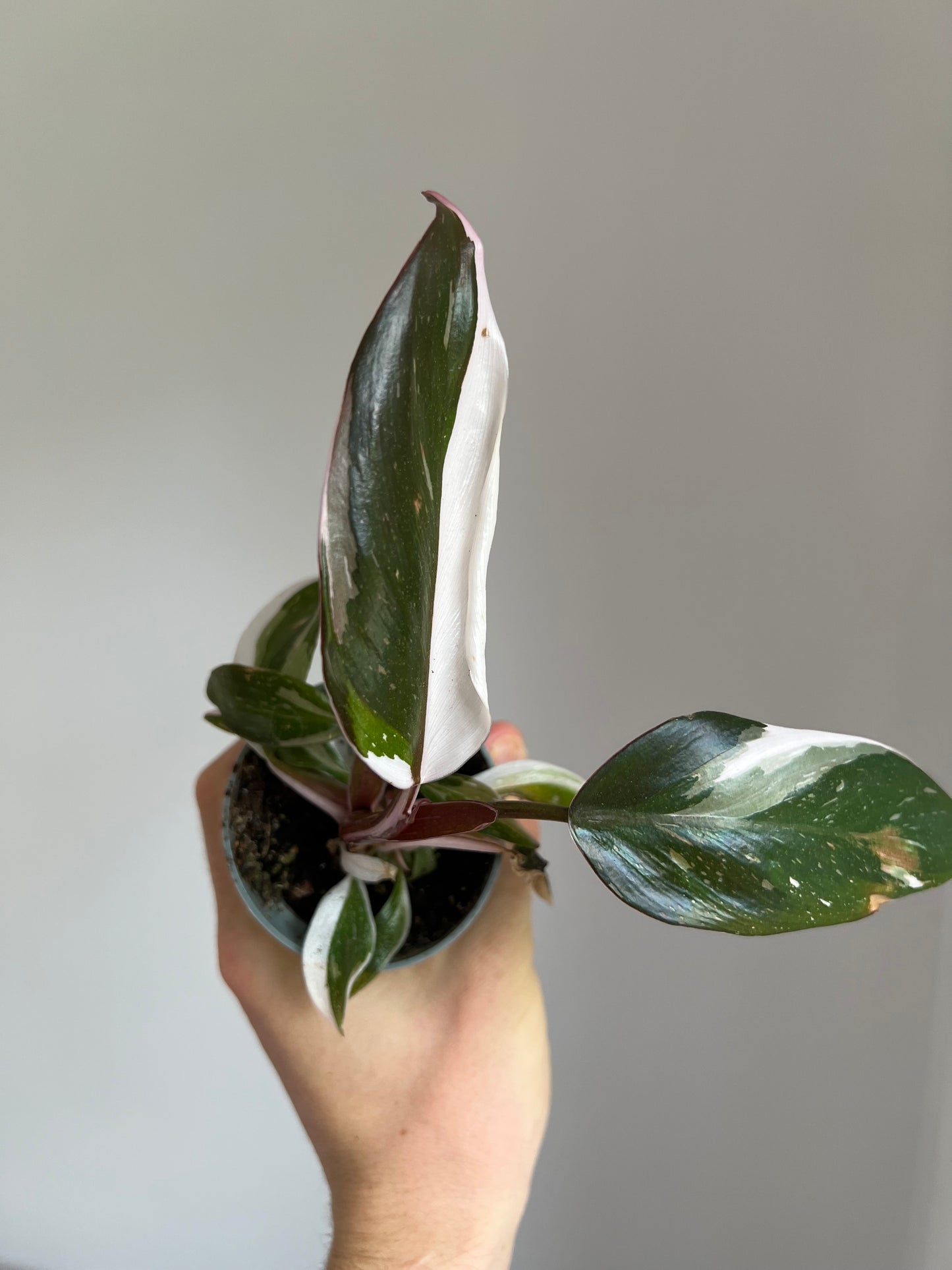 Philodendron red Anderson