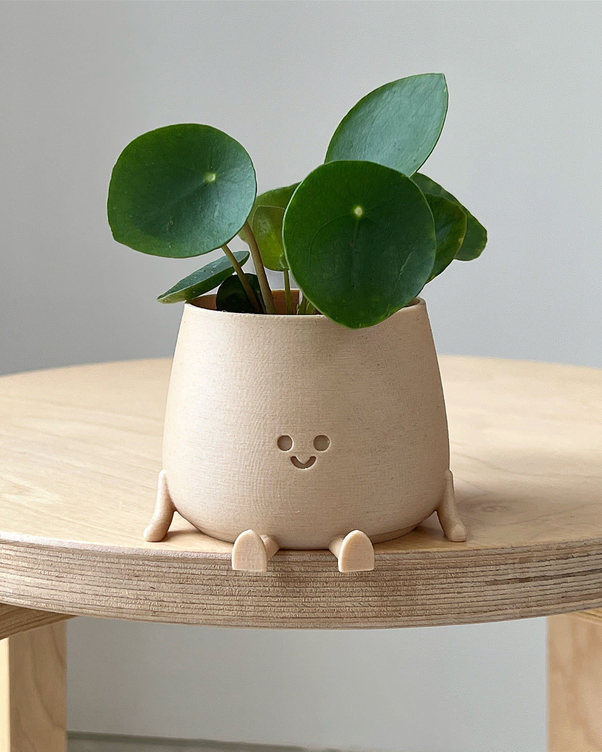 3 months baby plant subscription (Free Delivery)