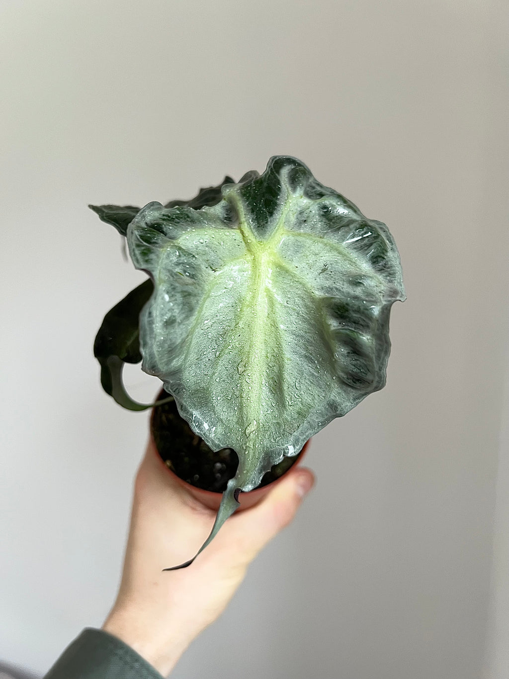 Alocasia venom