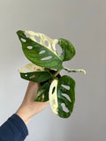 Monstera adansonii Variegata
