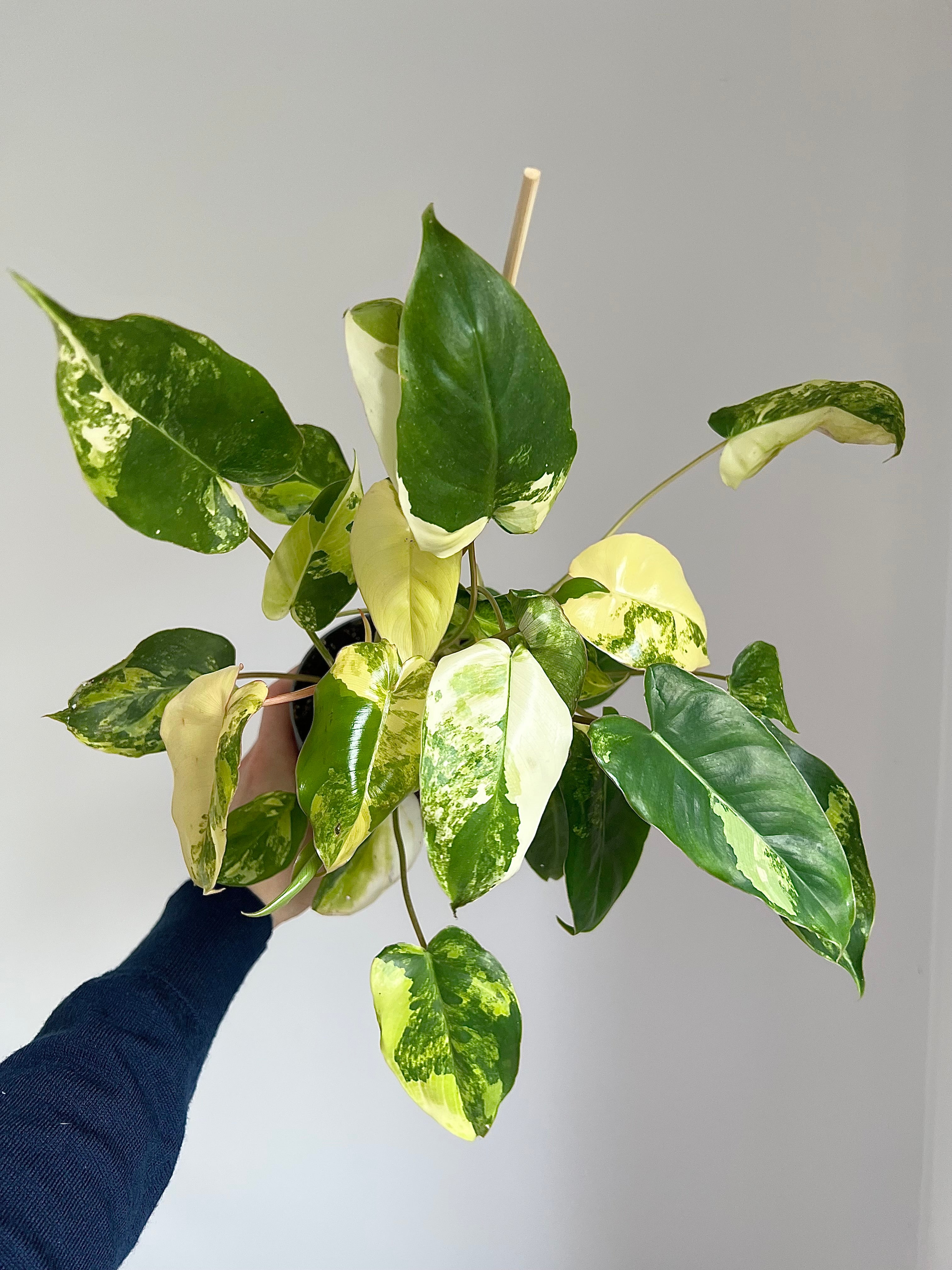 Philodendron burle marxii variegata