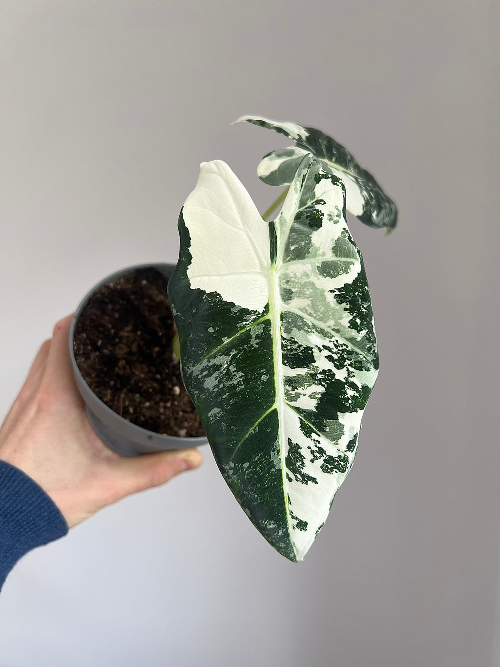 Alocasia Frydek Variegata