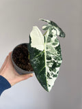 Alocasia Frydek Variegata