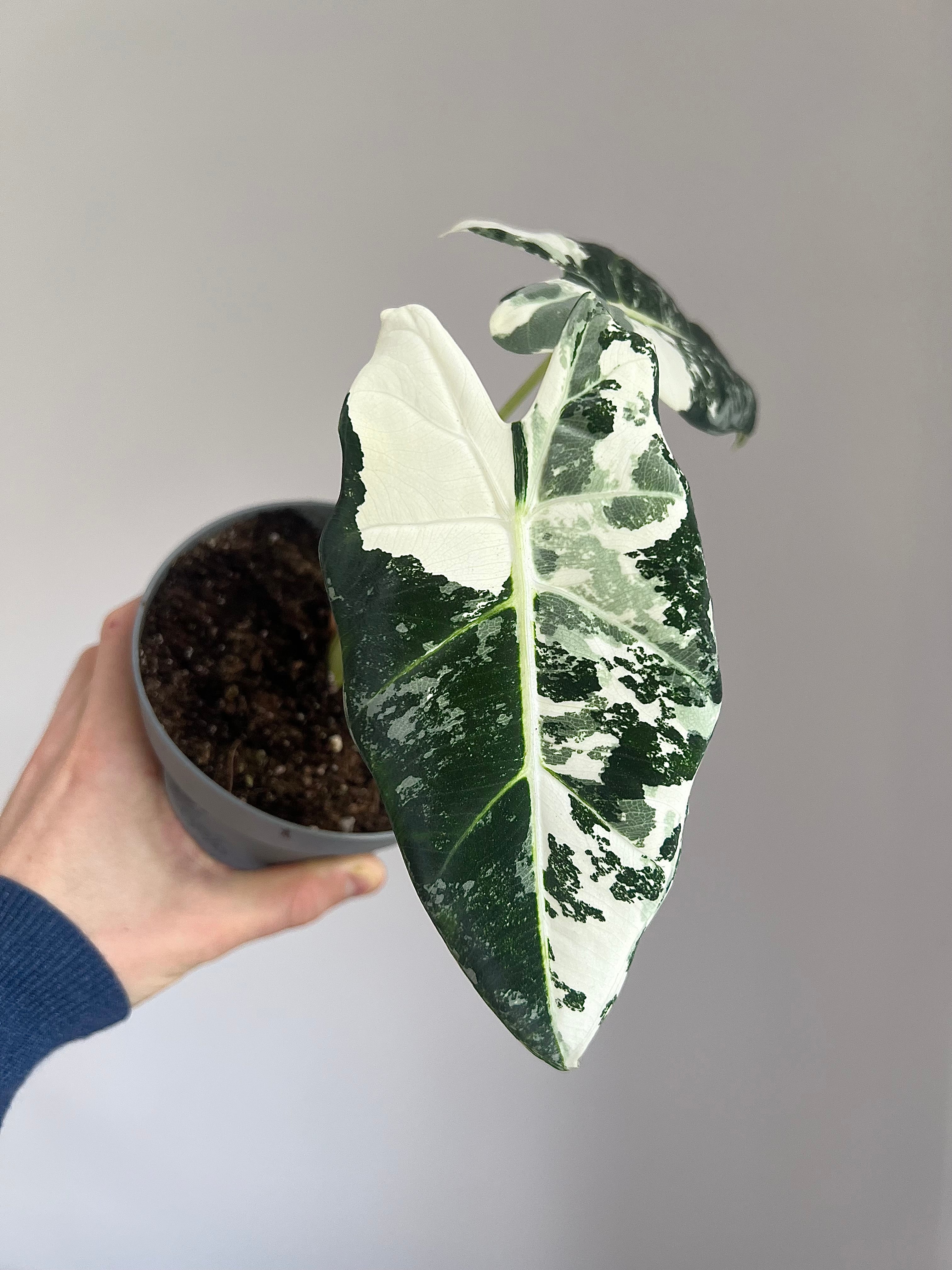 Alocasia Frydek Variegata