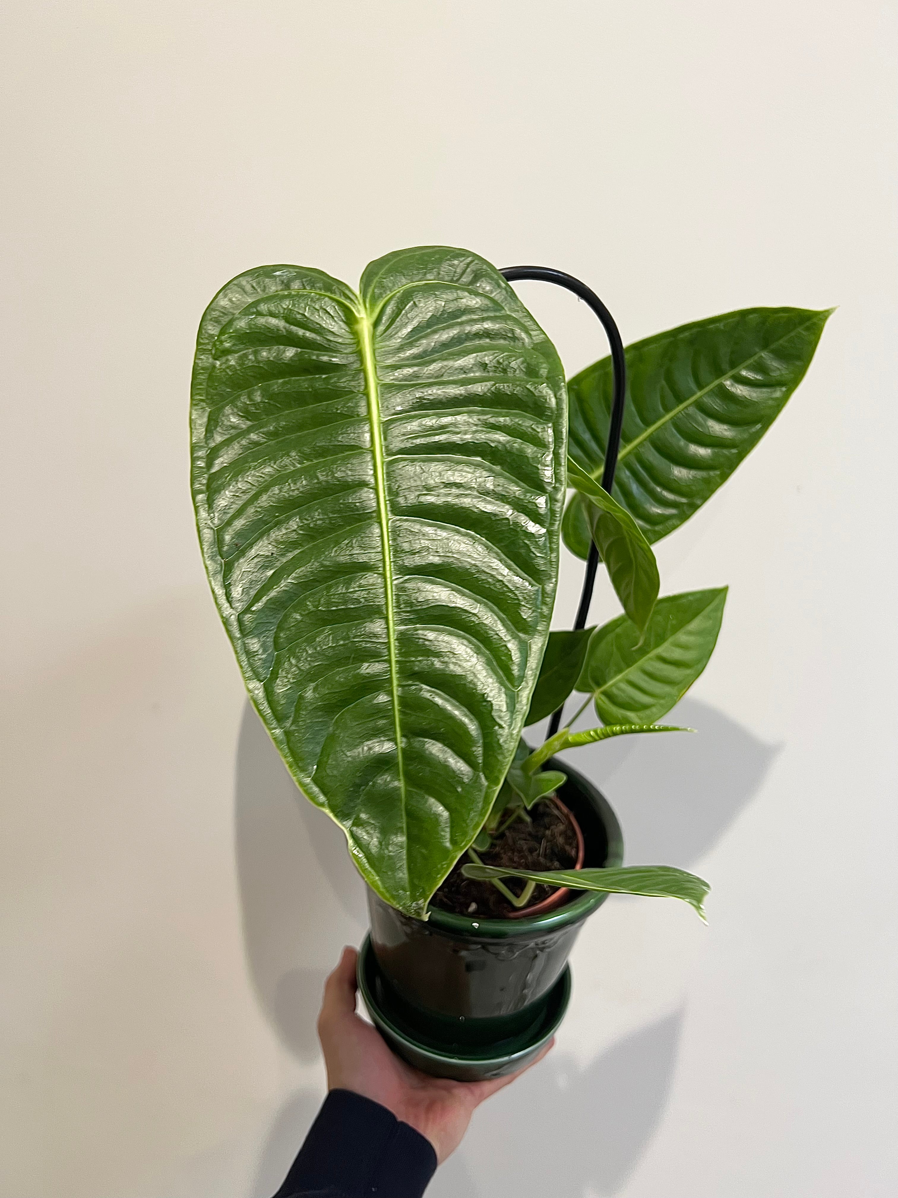 Anthurium veitchii