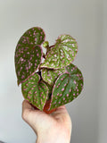 Begonia Roseopunctata
