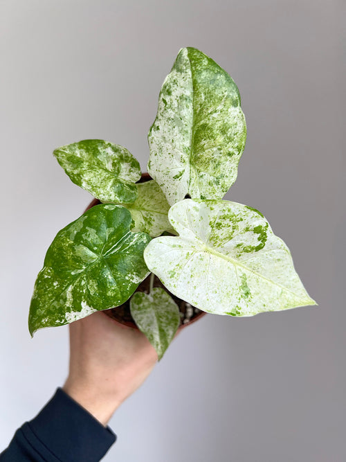Alocasia macrorrhiza splash
