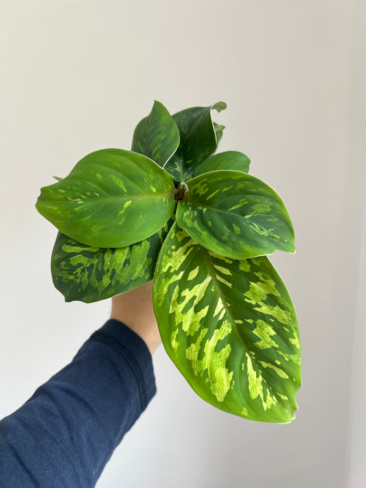 Aglaonema wallisii Camouflage