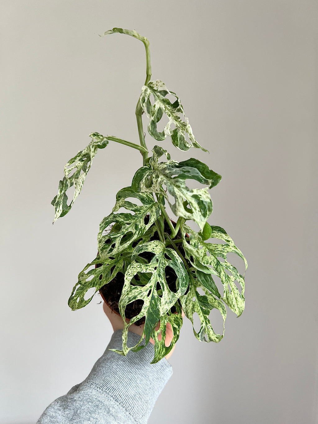 Monstera frozen freckles