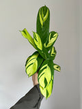 Ctenanthe golden mosaic