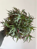 Begonia Himalayan