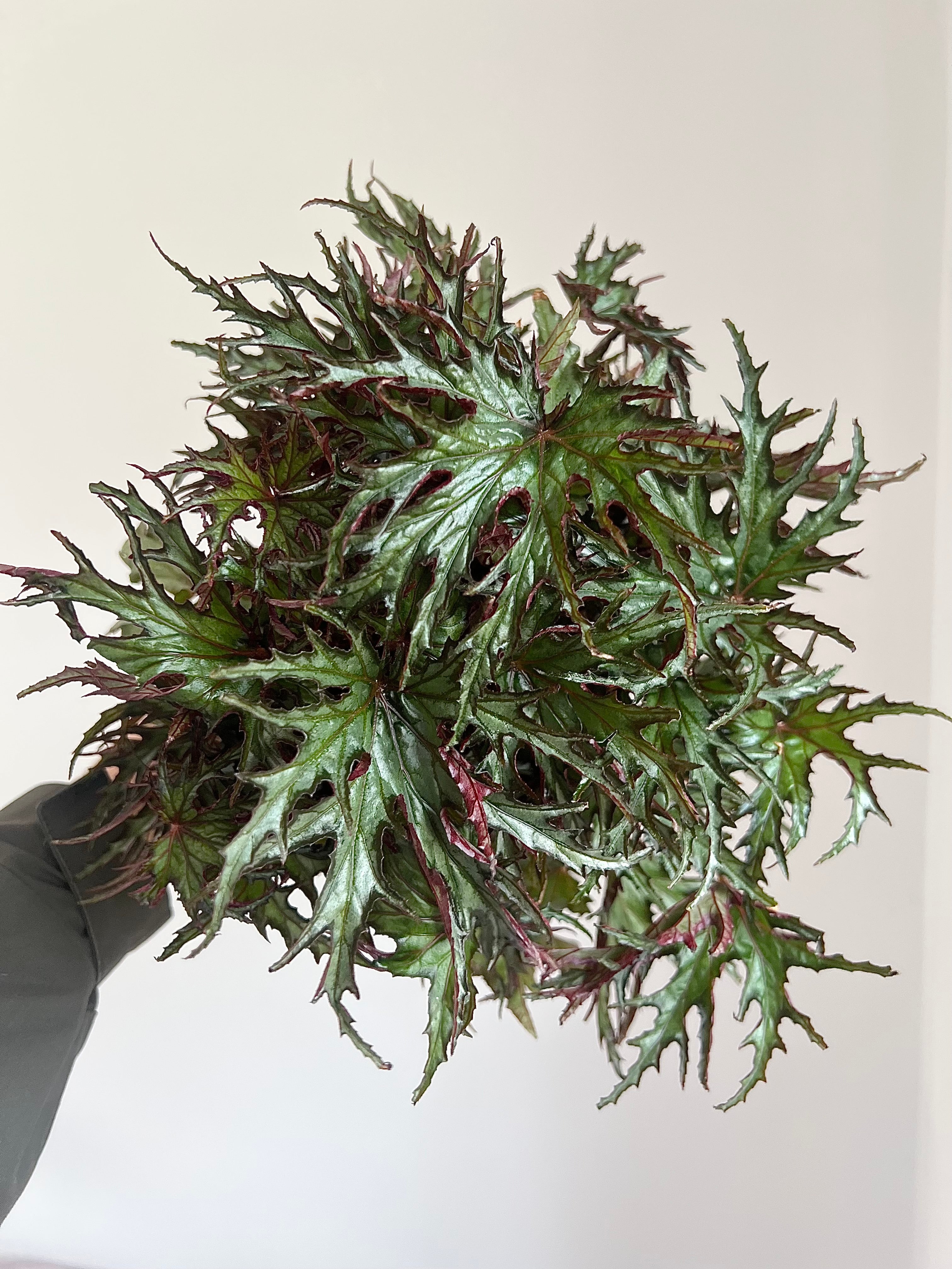 Begonia Himalayan