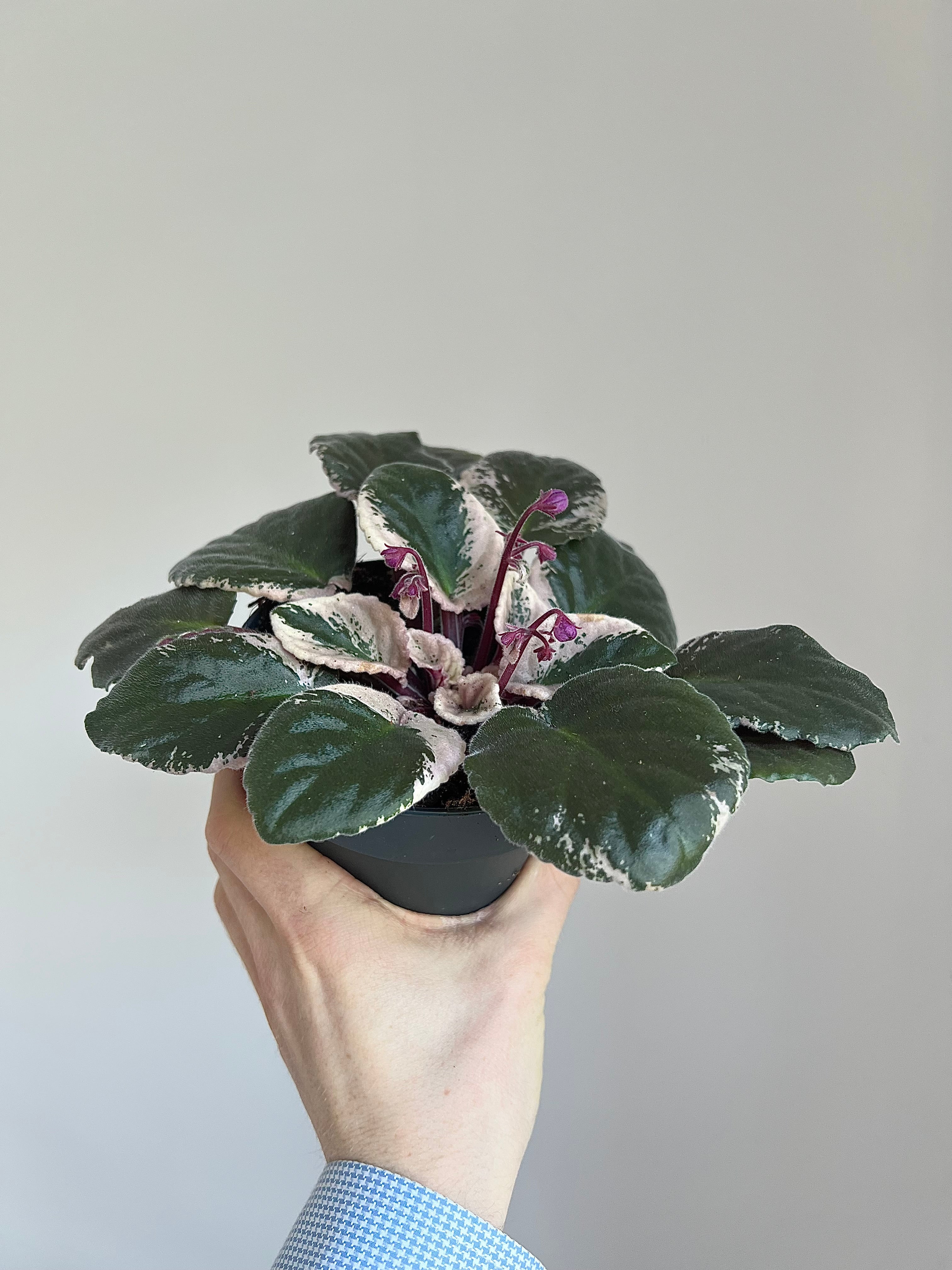 Saintpaulia Hovariegata- Variegated African Violet