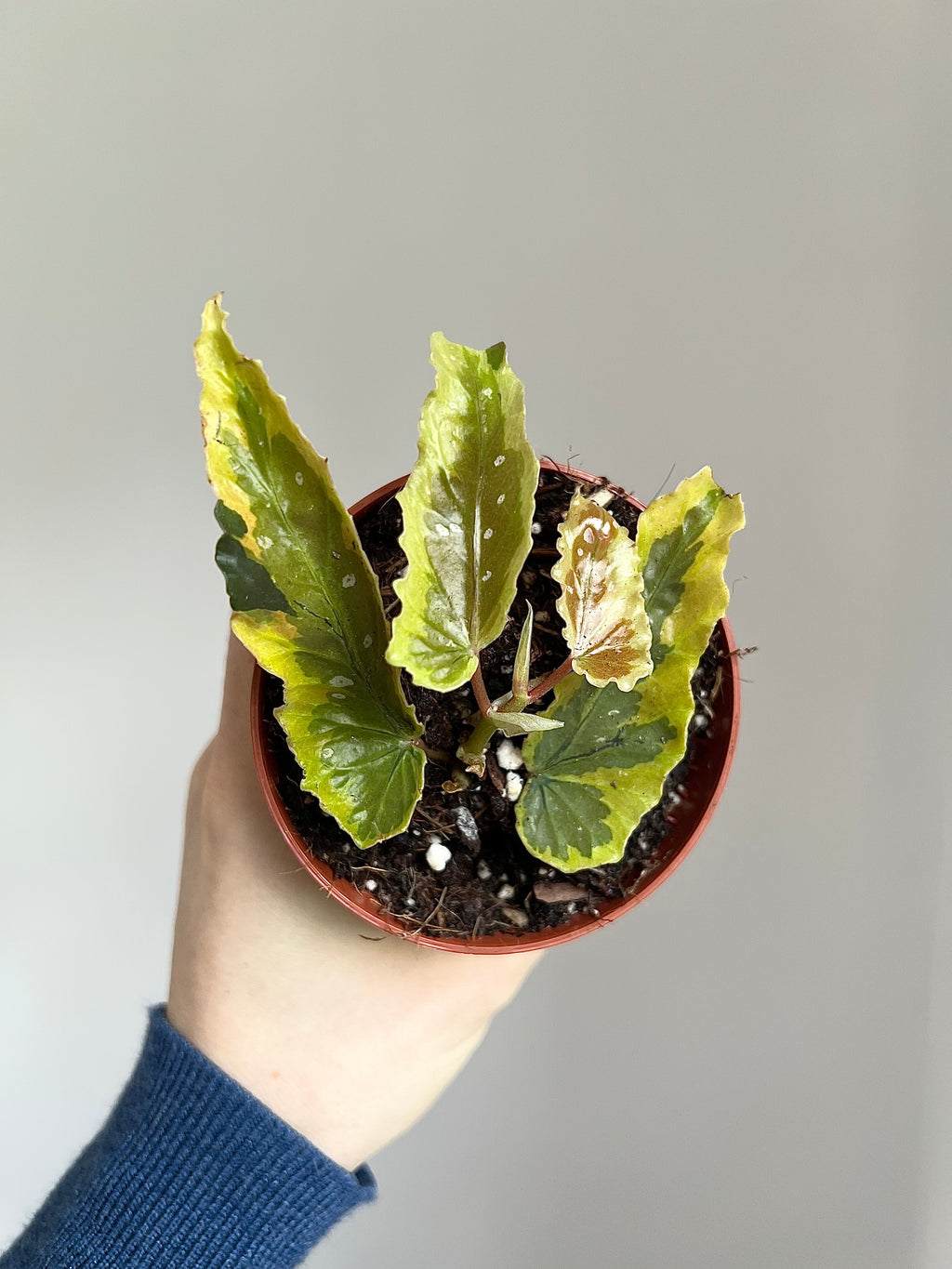 Begonia dainty spray sport Variegata