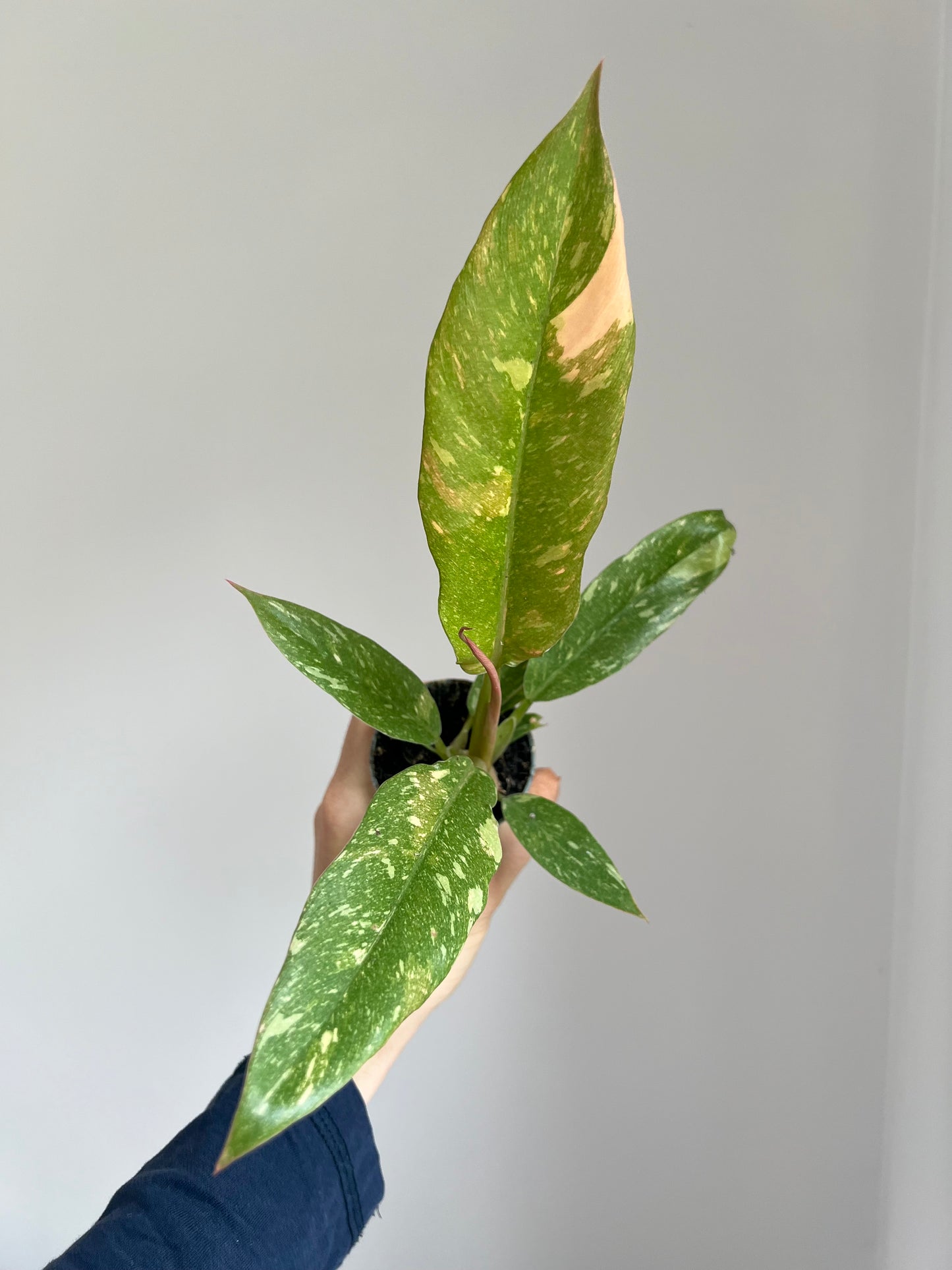 Philodendron ring of fire