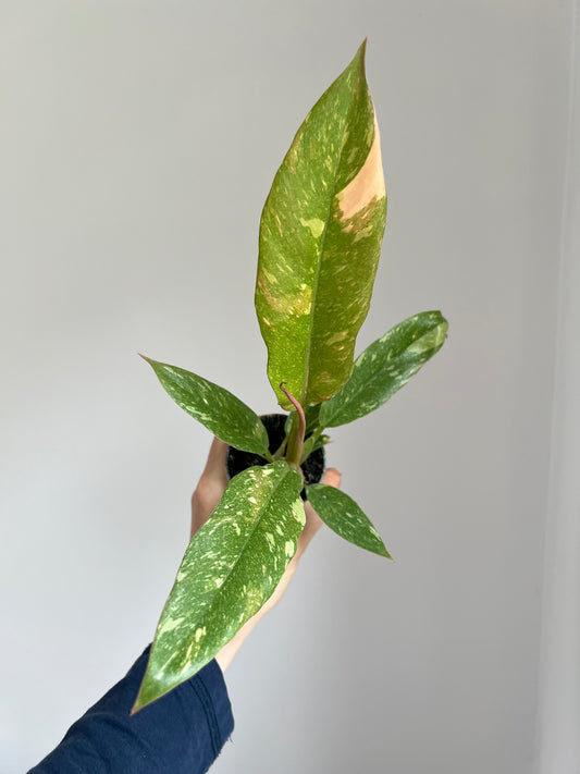 Philodendron ring of fire