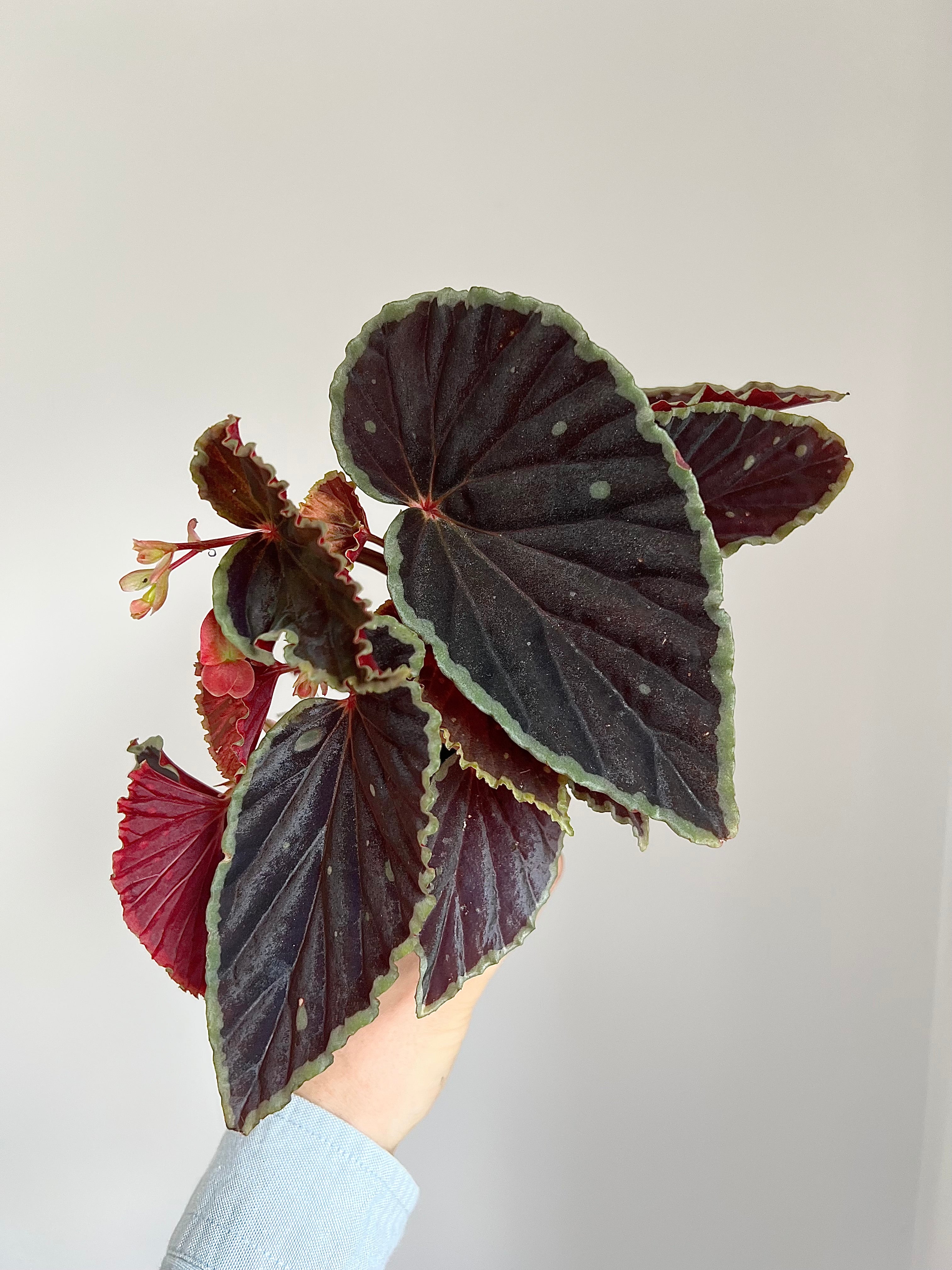 Begonia darthvaderiana ‘Green Spots
