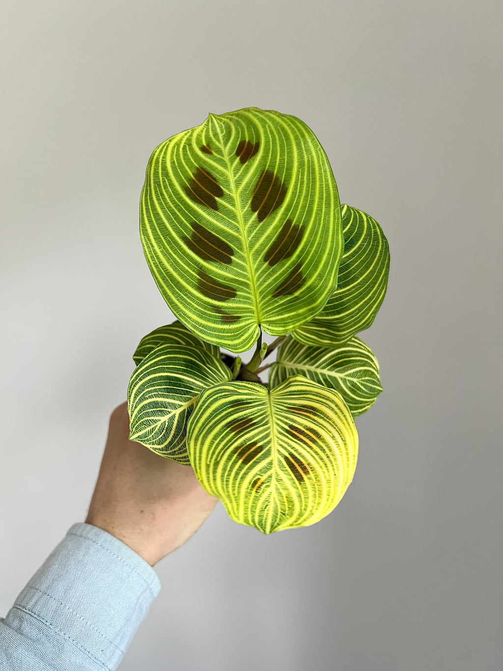 Maranta fantasy ‘light veins