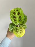 Maranta fantasy ‘light veins
