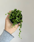 String of pearls