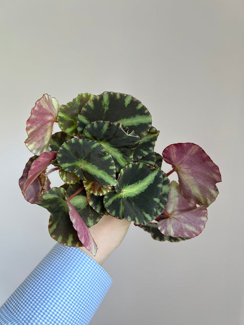 Begonia cleopatrae