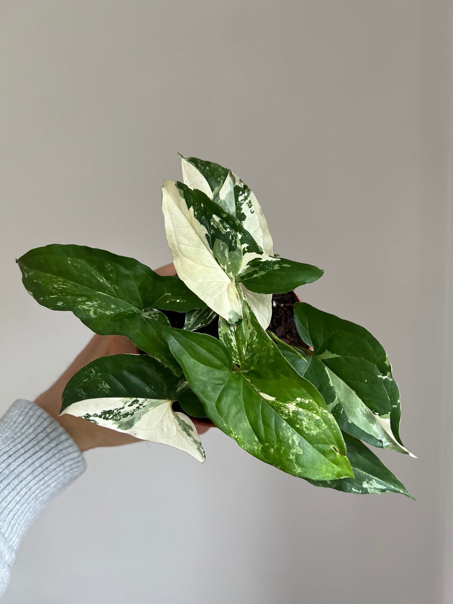 Syngonium albo Variegata
