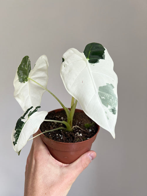 Alocasia micholitziana Frydek Variegata