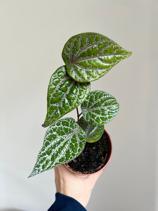 Piper ornatum
