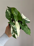 Syngonium albo Variegata