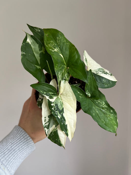 Syngonium albo Variegata