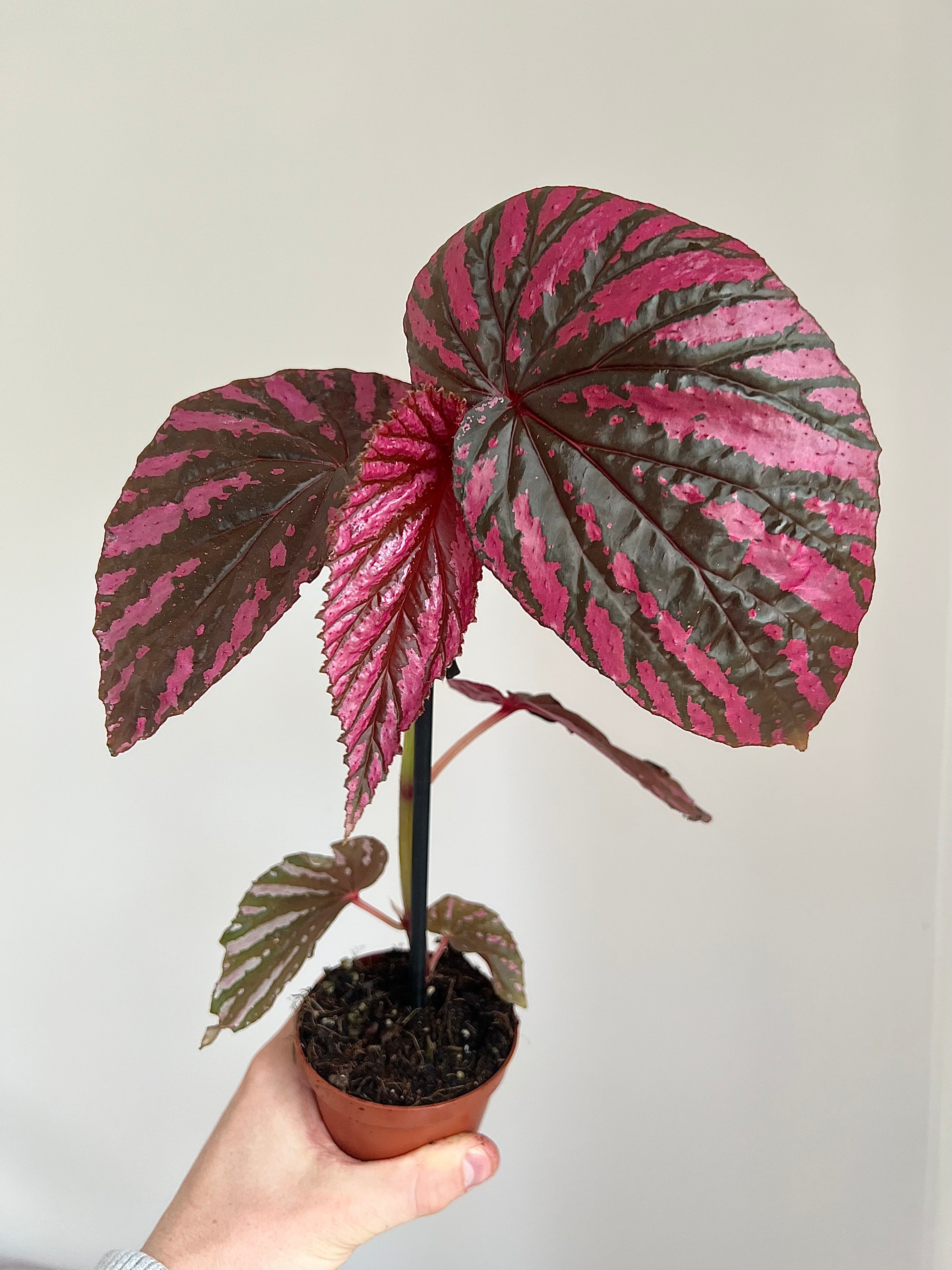 Begonia brevirimosa