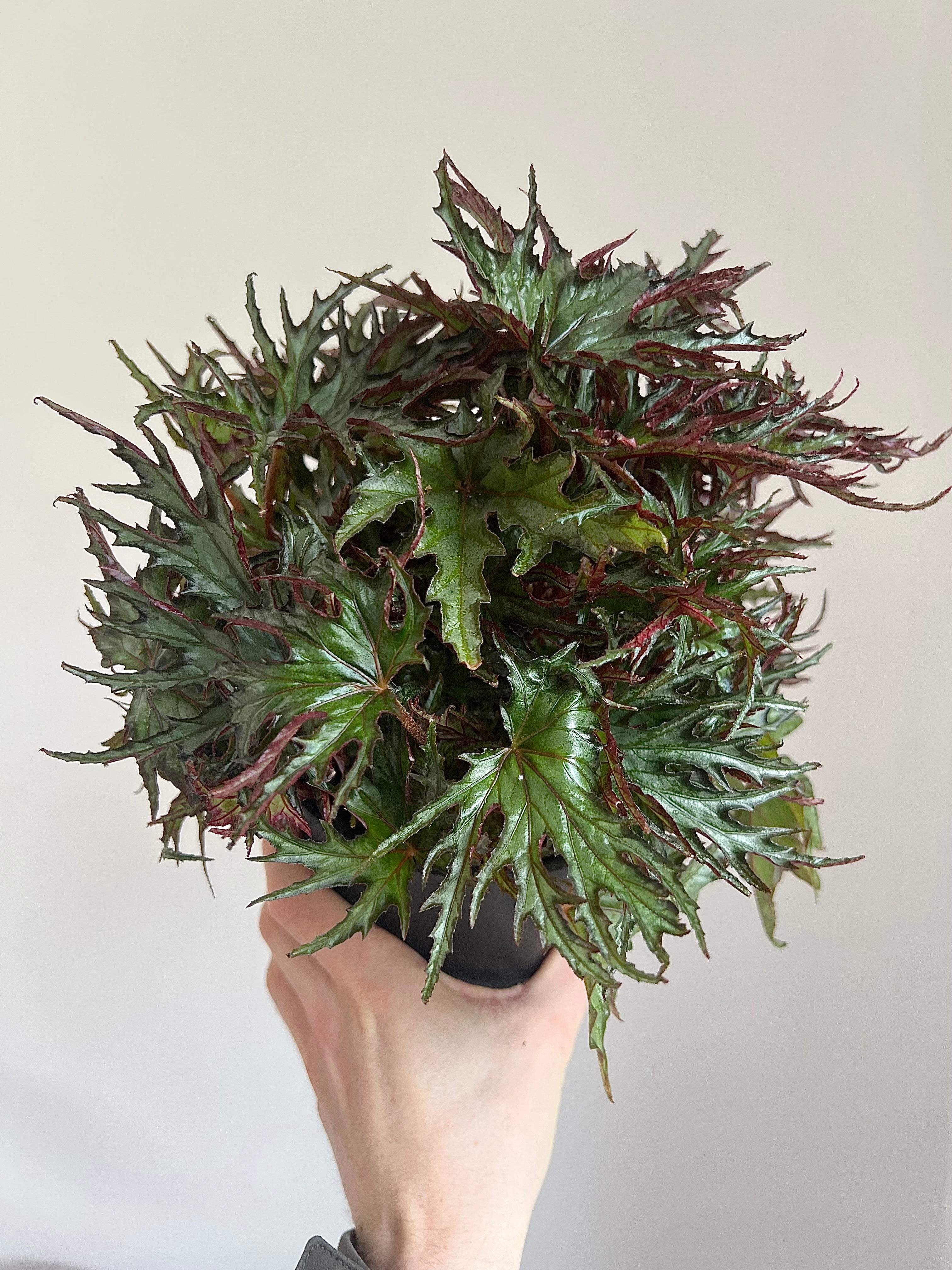 Begonia Himalayan