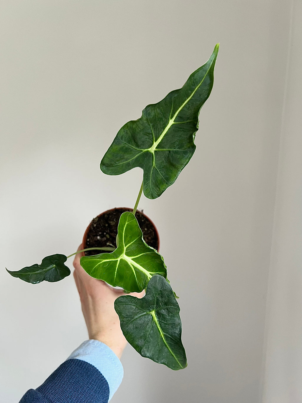 Alocasia Frydek tattoo