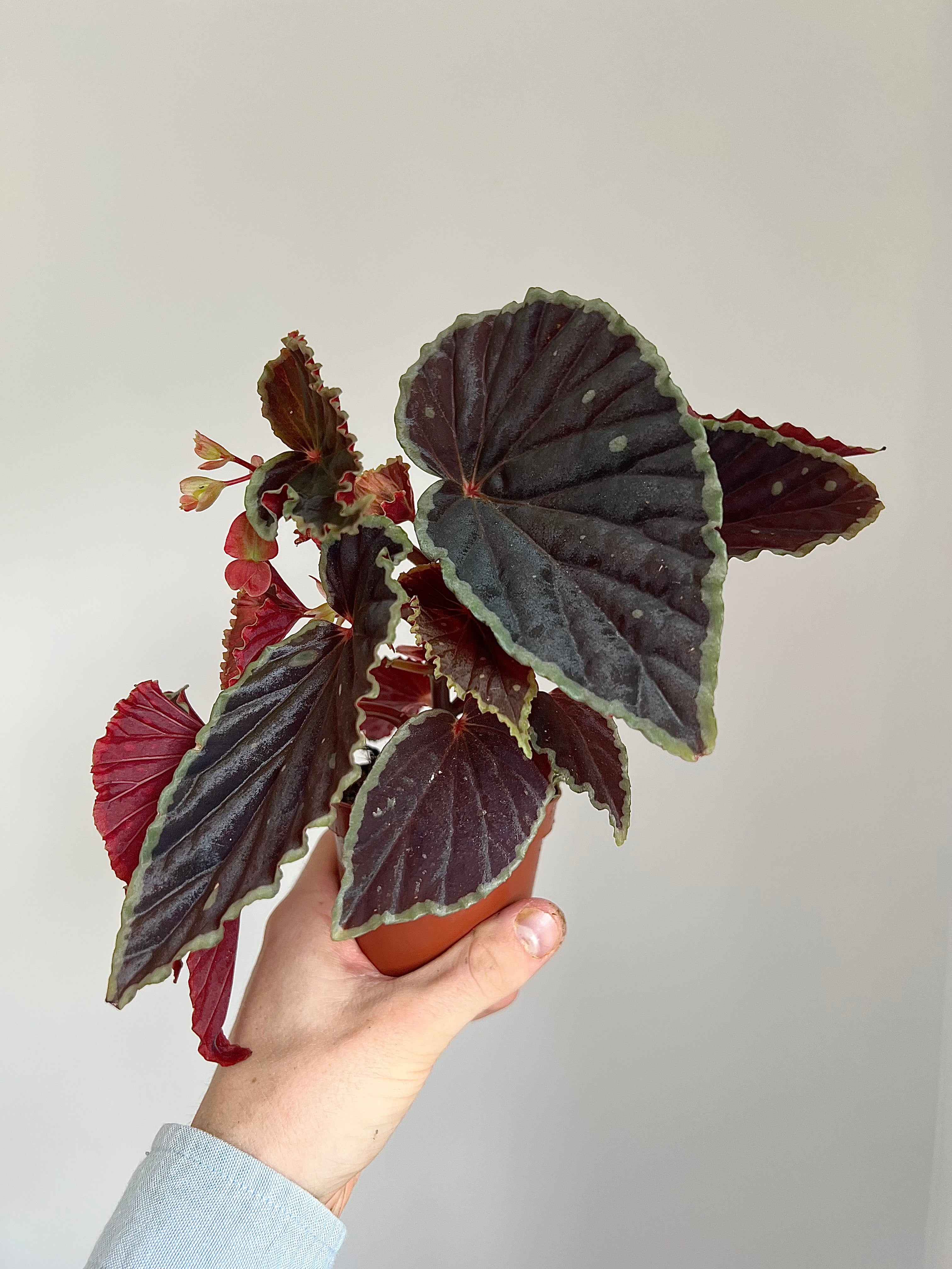 Begonia darthvaderiana ‘Green Spots