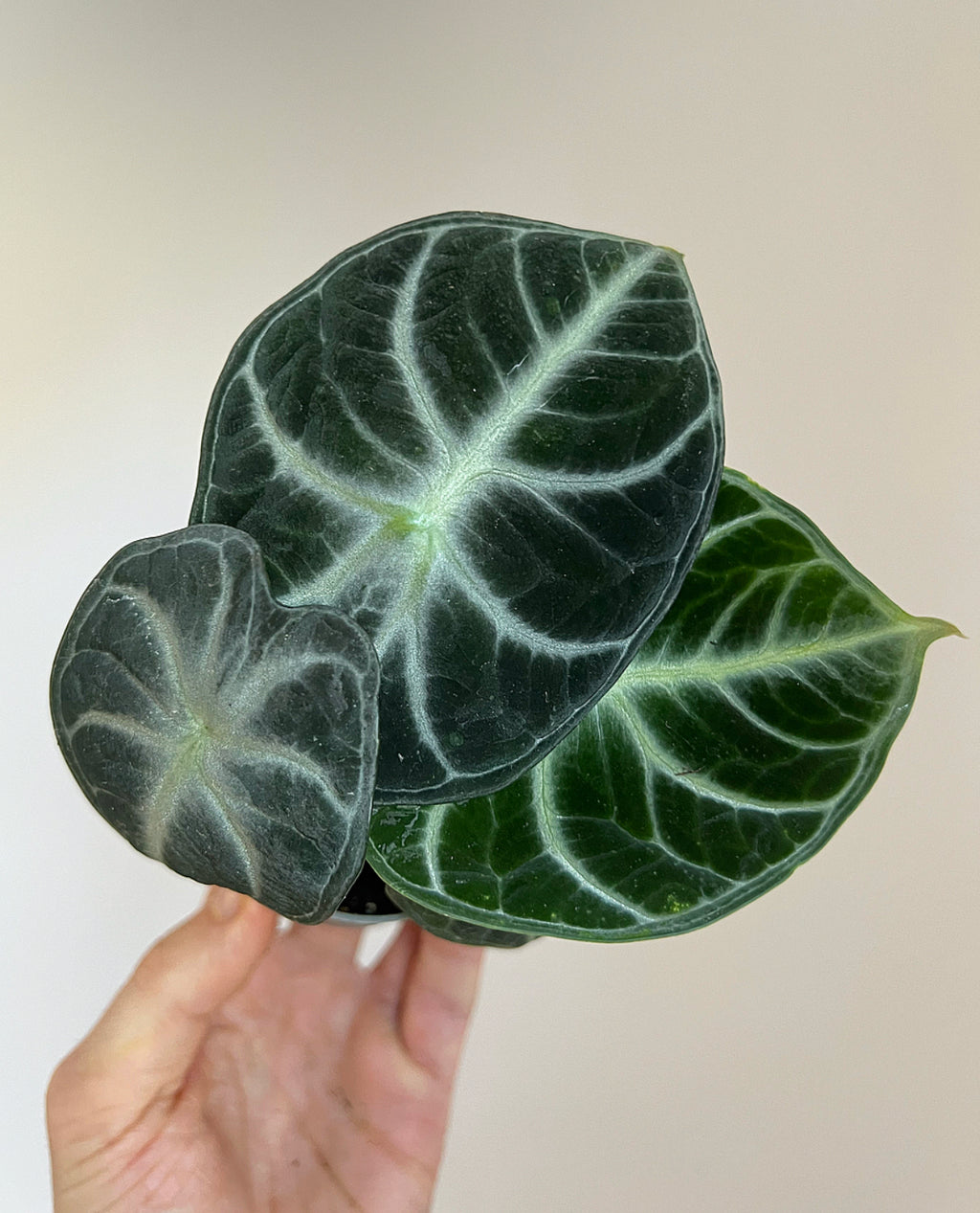 Alocasia reginula ‘Ninja’