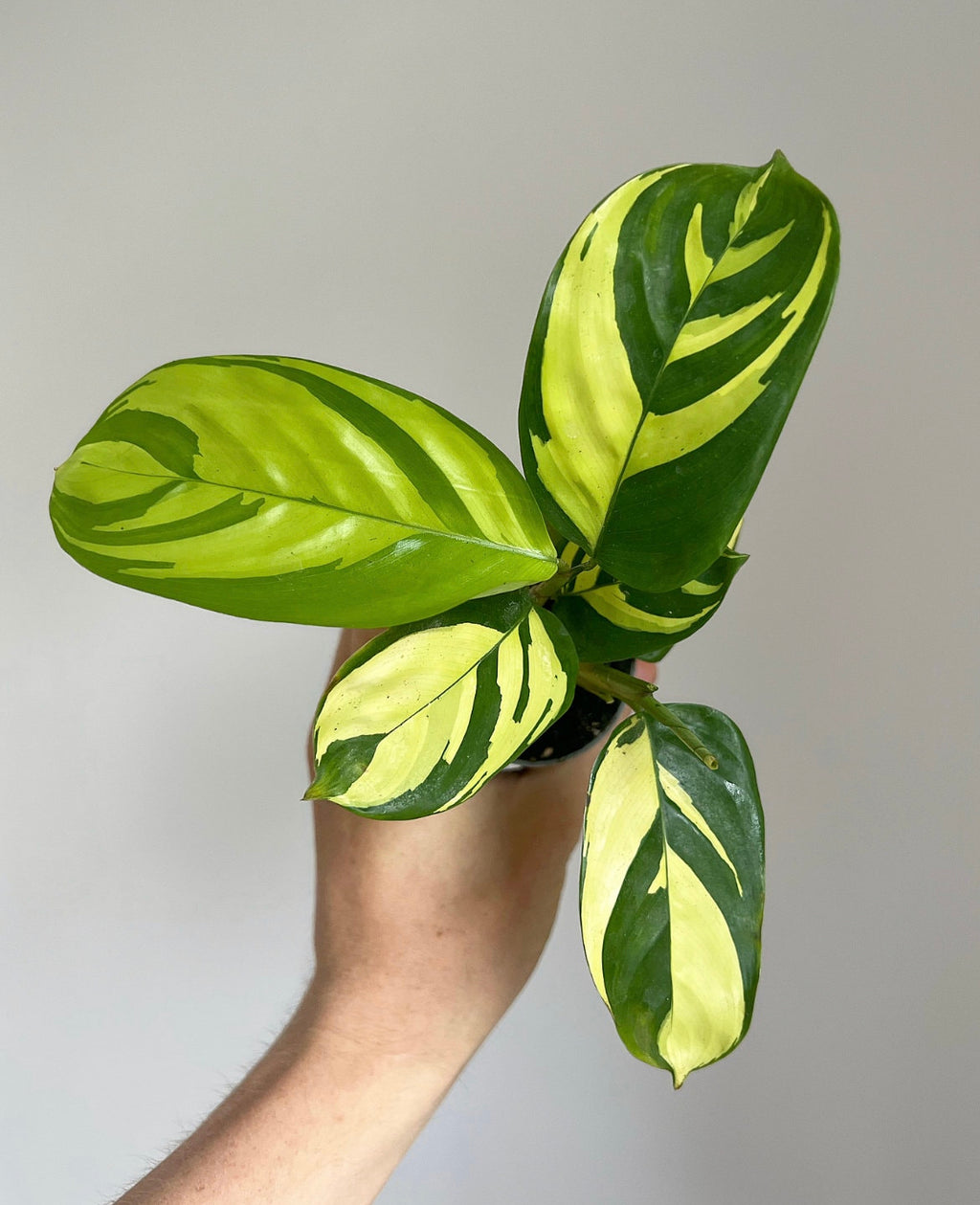 Ctenanthe golden mosaic