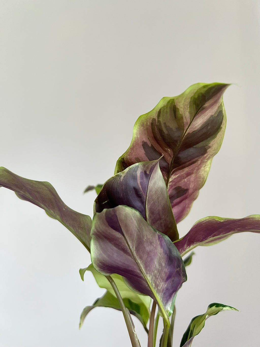 Calathea Yellow fusion