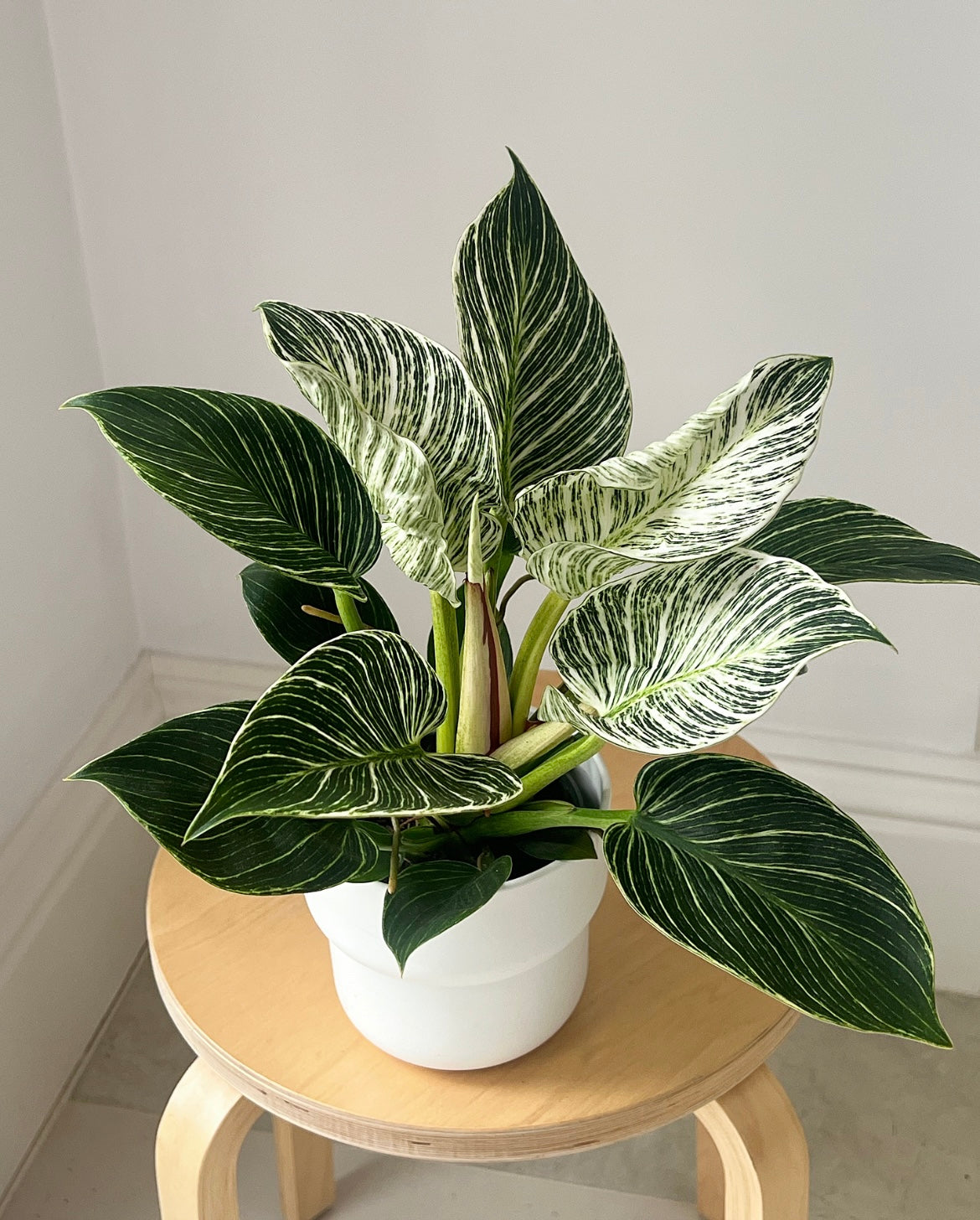 Beginner plant subscription – 3 months from £45