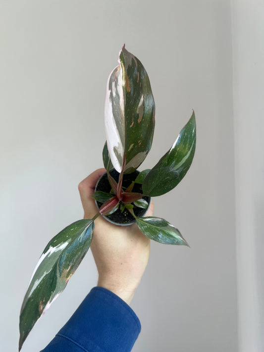 Philodendron red Anderson