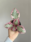 Episcia pink brocade