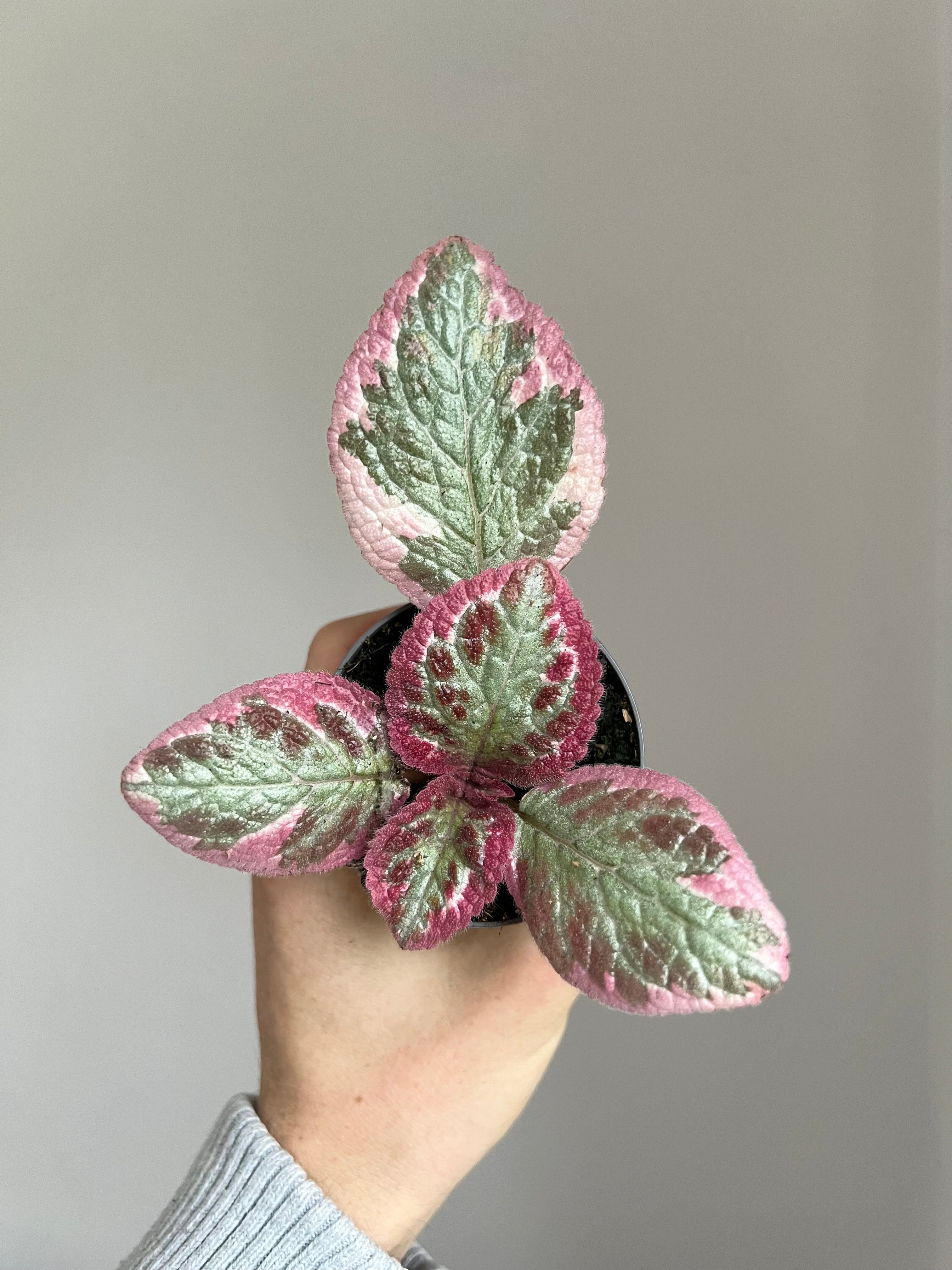 Episcia pink brocade