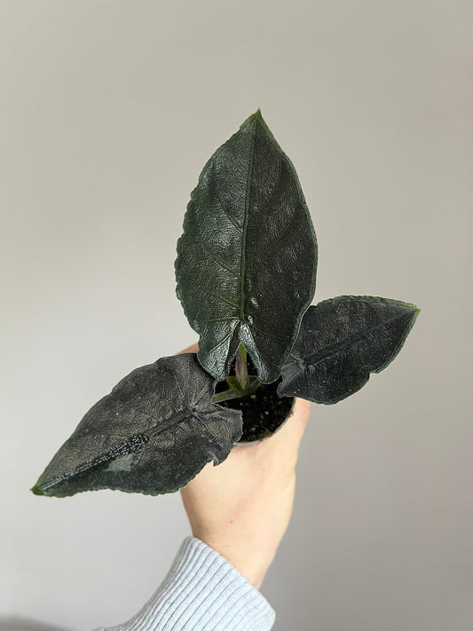 Alocasia antoro velvet
